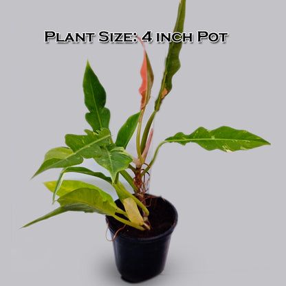 Philodendron Ring of Fire Verigated LIve Plant