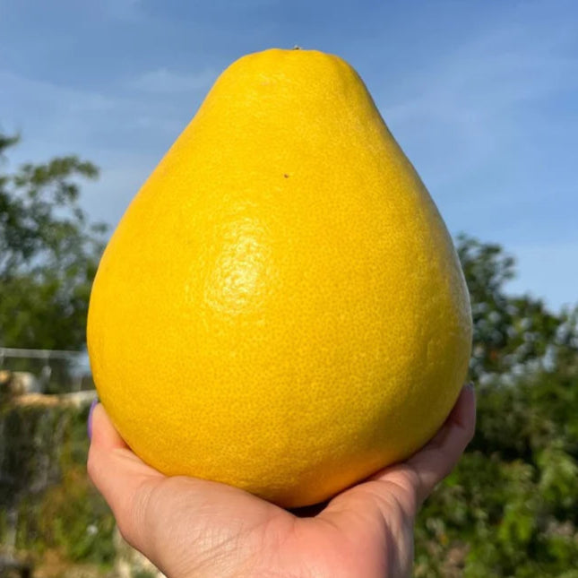 The Platinum Rose Pomelo LIve Plant (Citrus maxima)
