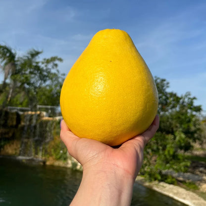 The Platinum Rose Pomelo LIve Plant (Citrus maxima)