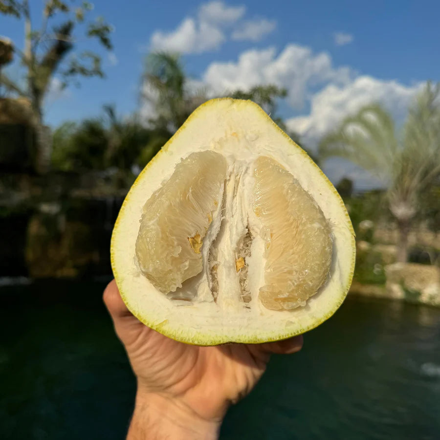 The Platinum Rose Pomelo LIve Plant (Citrus maxima)