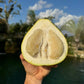 The Platinum Rose Pomelo LIve Plant (Citrus maxima)