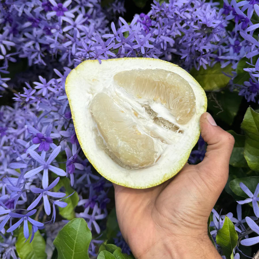 The Platinum Rose Pomelo LIve Plant (Citrus maxima)