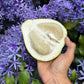 The Platinum Rose Pomelo LIve Plant (Citrus maxima)