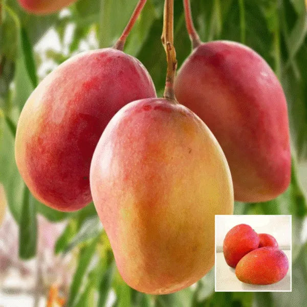Pusa Suriya Mango Fruit Plant (Mangifera Indica)