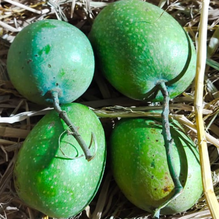 Panduri Mango (Panduvari Mamidi mango) Live Plant