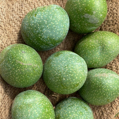 Panduri Mango (Panduvari Mamidi mango) Live Plant