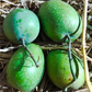 Panduri Mango (Panduvari Mamidi mango) Live Plant
