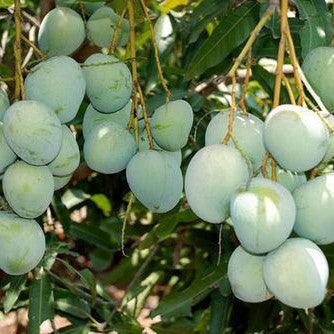 Panduri Mango (Panduvari Mamidi mango) Live Plant