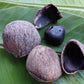 Pangium Fruit Live Plant (Pangium edule)