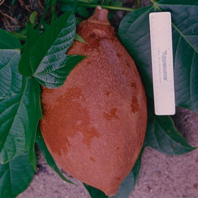 Pangium Fruit Live Plant (Pangium edule)
