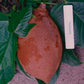 Pangium Fruit Live Plant (Pangium edule)