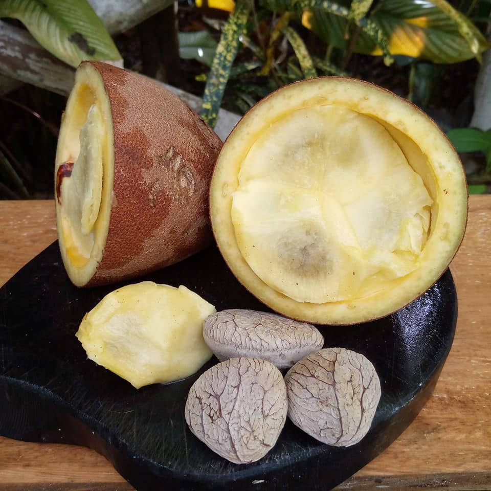 Pangium Fruit Live Plant (Pangium edule)
