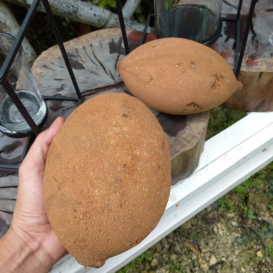 Pangium Fruit Live Plant (Pangium edule)