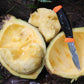 Pangium Fruit Live Plant (Pangium edule)