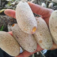 Parinari pachyphylla Live Plant (Parinari pachyphylla)