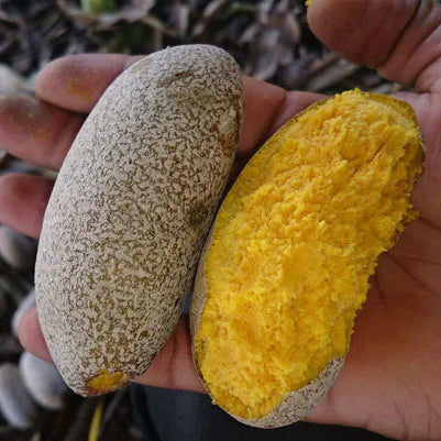 Parinari pachyphylla Live Plant (Parinari pachyphylla)