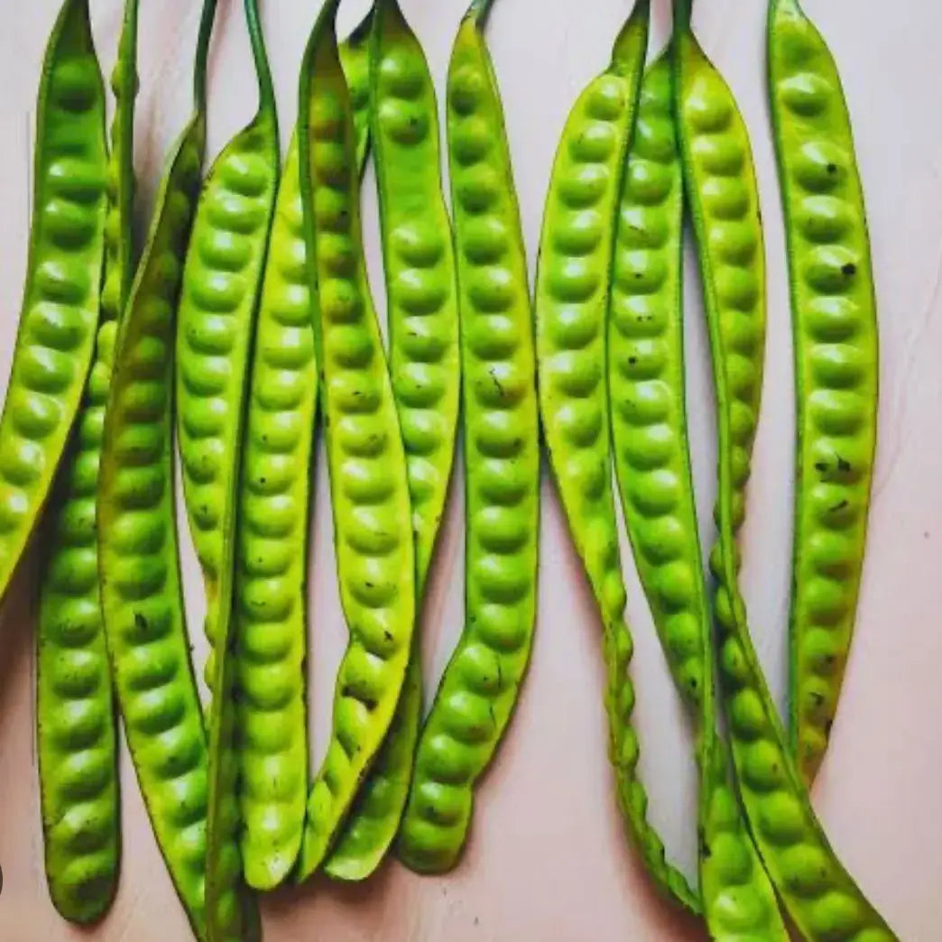 Petai Bean Live Plant (Parkia speciosa)
