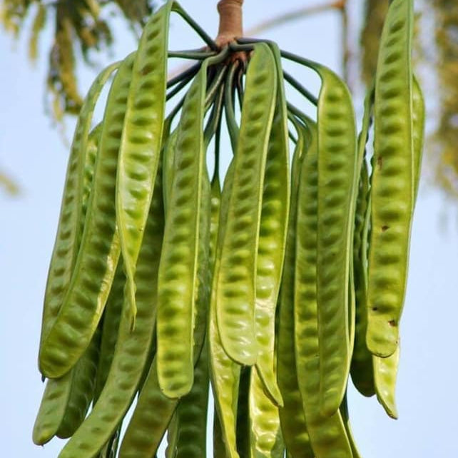 Petai Bean Live Plant (Parkia speciosa)