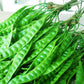 Petai Bean Live Plant (Parkia speciosa)