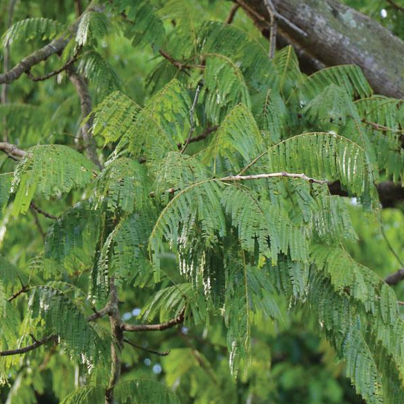 Petai Bean Live Plant (Parkia speciosa)