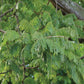 Petai Bean Live Plant (Parkia speciosa)