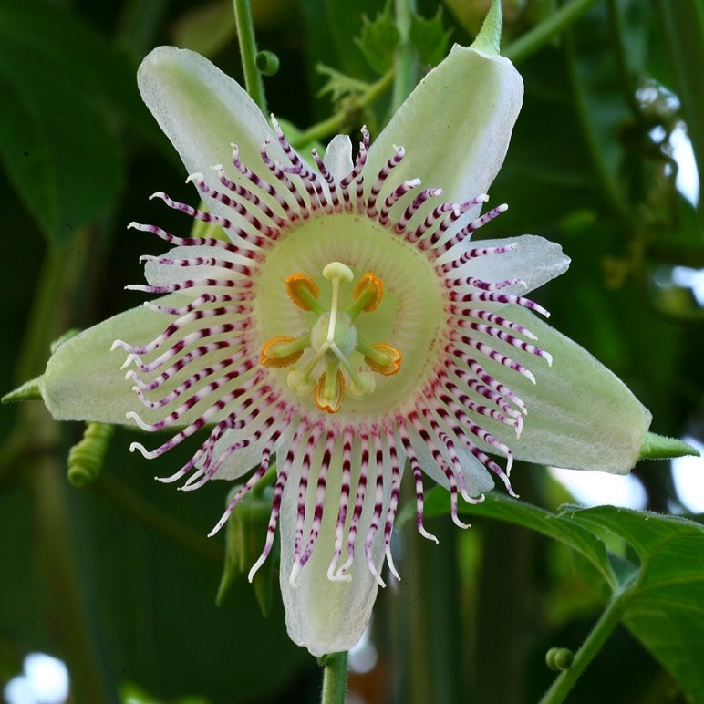 Velcro Passionfruit  Live Plant (Passiflora adenopoda)