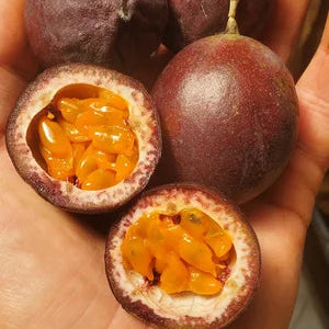 Velcro Passionfruit  Live Plant (Passiflora adenopoda)