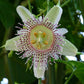 Velcro Passionfruit  Live Plant (Passiflora adenopoda)