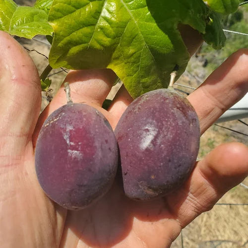 Velcro Passionfruit  Live Plant (Passiflora adenopoda)