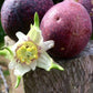 Velcro Passionfruit  Live Plant (Passiflora adenopoda)