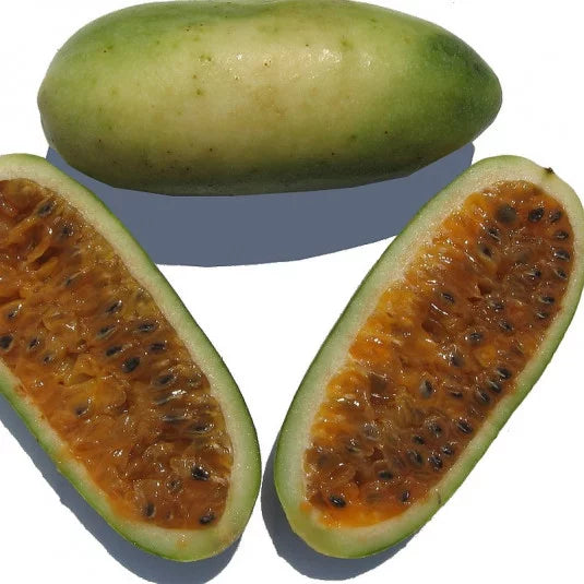 Red Banana Passionfruit Live Plant (Passiflora antioquensis)