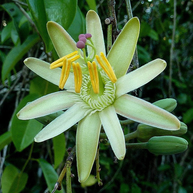 Passiflora contracta live Plant