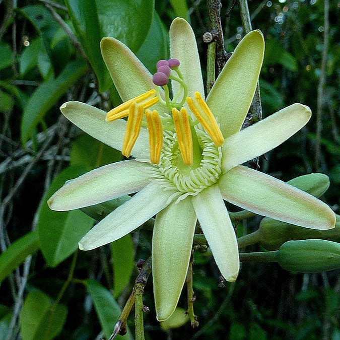 Passiflora contracta live Plant