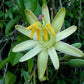 Passiflora contracta live Plant