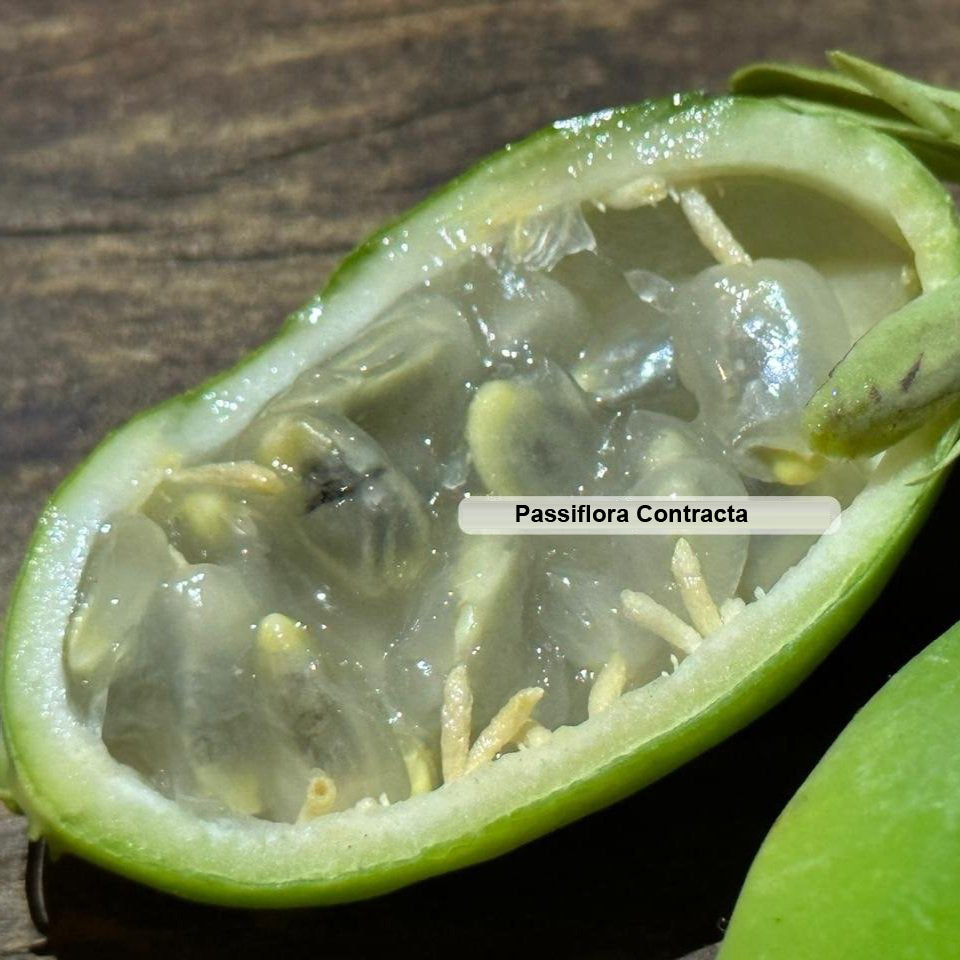 Passiflora contracta live Plant
