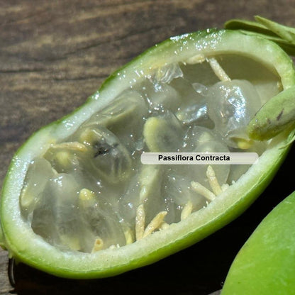 Passiflora contracta live Plant