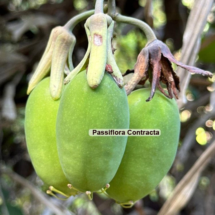 Passiflora contracta live Plant