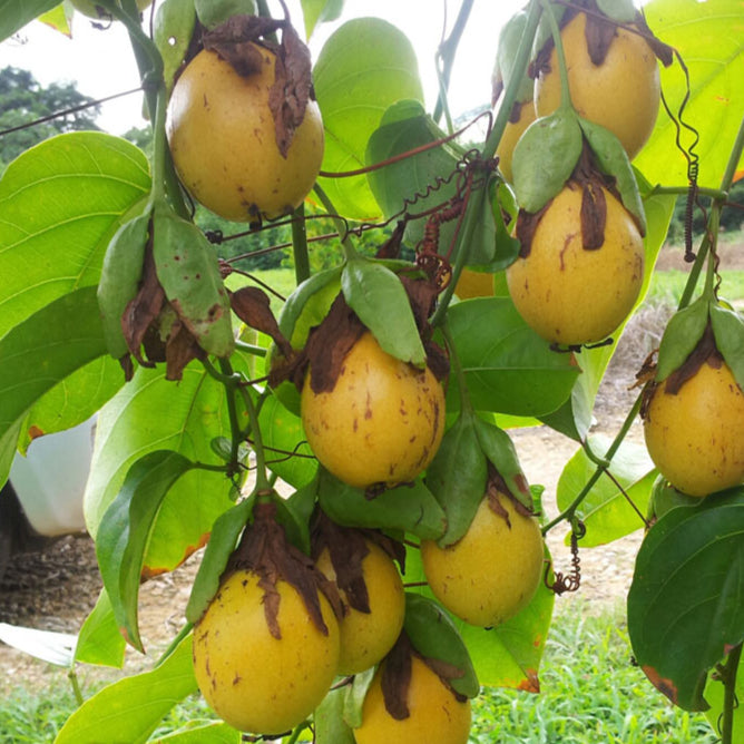 Bell Apple Fruit Plant (Passiflora nitida)