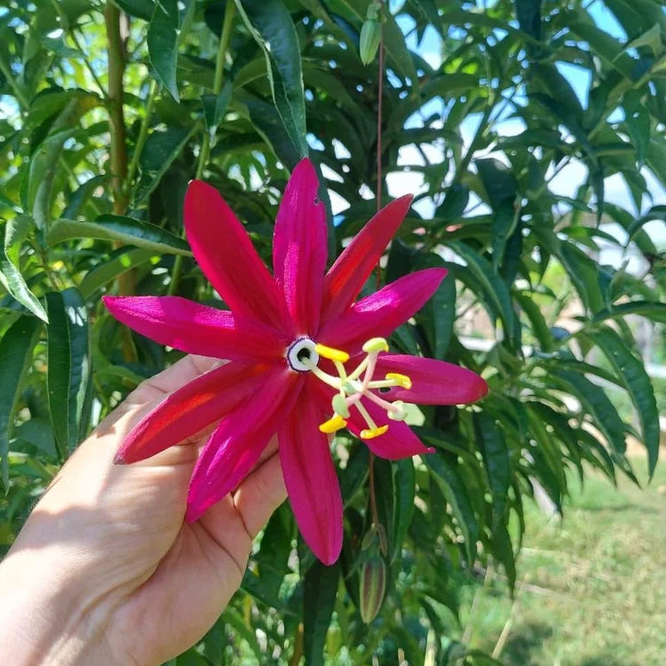Red Banana Passionfruit Live Plant (Passiflora antioquensis)