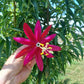 Red Banana Passionfruit Live Plant (Passiflora antioquensis)