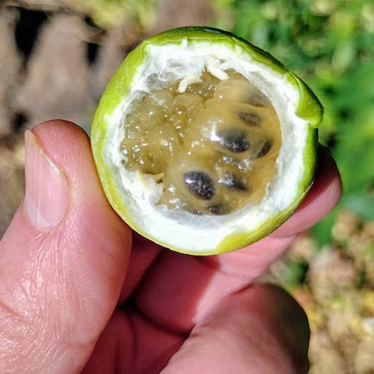 Elegans Passion Fruit Live Plant (Passiflora elegans)