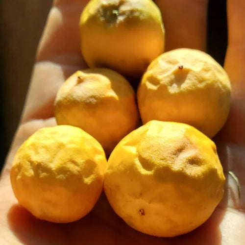 Elegans Passion Fruit Live Plant (Passiflora elegans)