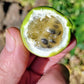Elegans Passion Fruit Live Plant (Passiflora elegans)