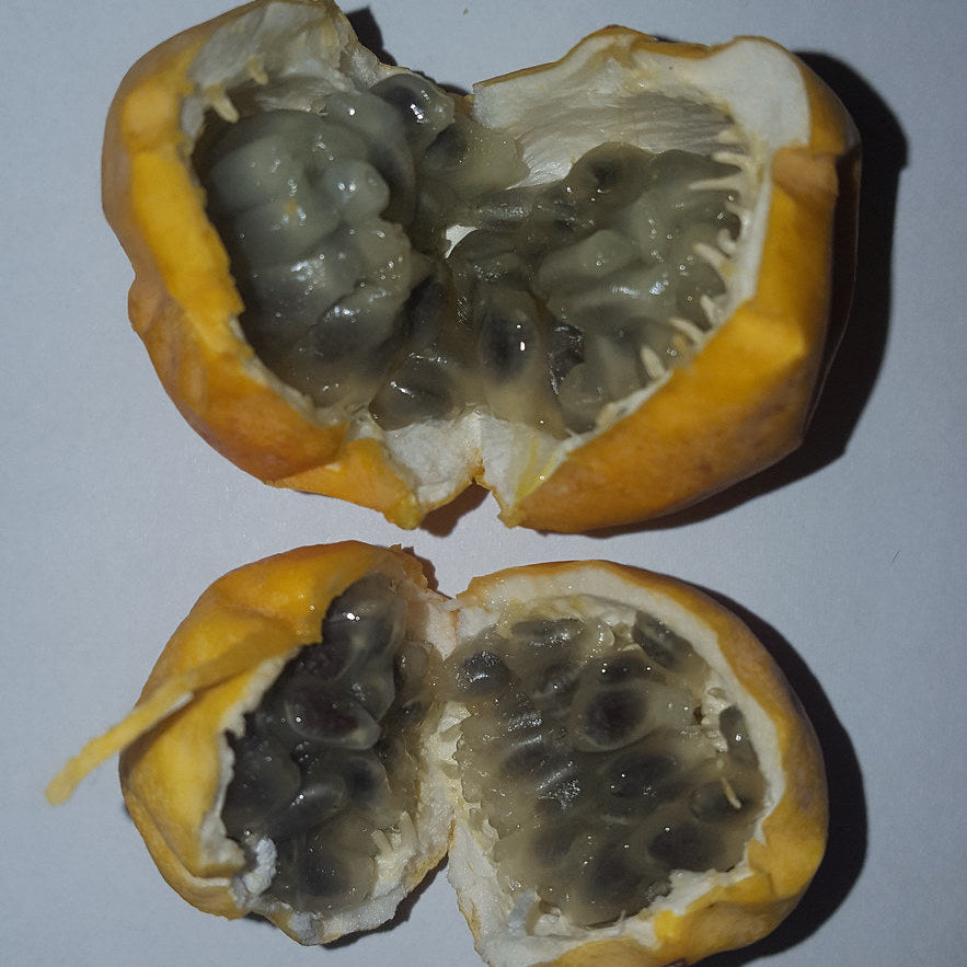 Elegans Passion Fruit Live Plant (Passiflora elegans)