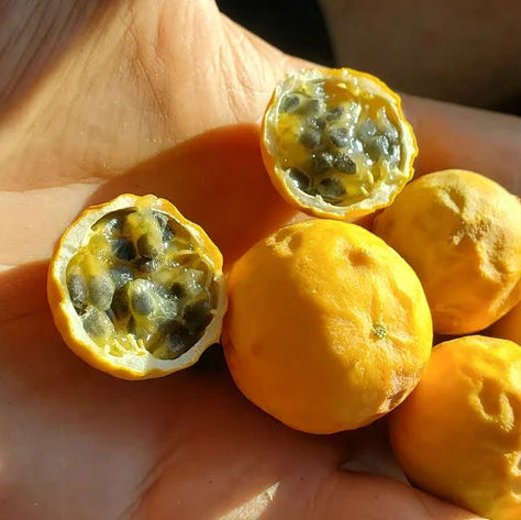 Elegans Passion Fruit Live Plant (Passiflora elegans)