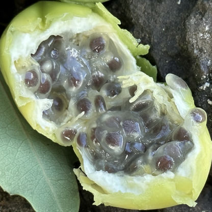 Passiflora sidaefolia Live Plant (Passiflora sidaefolia)