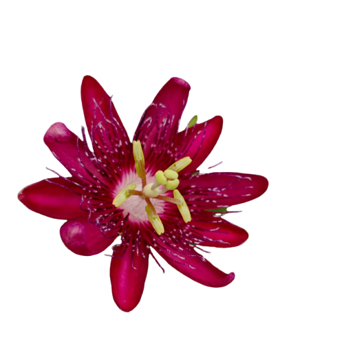 Passion Flower Live Plant (Passiflora sp)