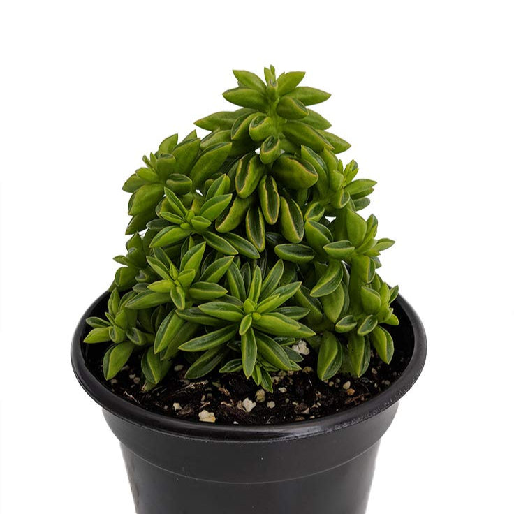 Taco Leaf Peperomia Live Plant (Peperomia nivalis )