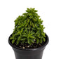 Taco Leaf Peperomia Live Plant (Peperomia nivalis )