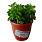 Taco Leaf Peperomia Live Plant (Peperomia nivalis )